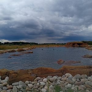 California Sea Lion enclosure 25/7/23