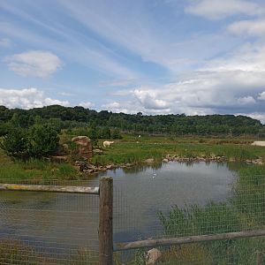 Polar Bear enclosure 2  25/7/23