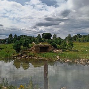 Polar Bear enclosure 1 25/7/23