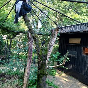 Silvery cheecked hornbill (Bycanistes brevis)