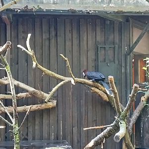 Black-casqued hornbill (Ceratogymna atrata)