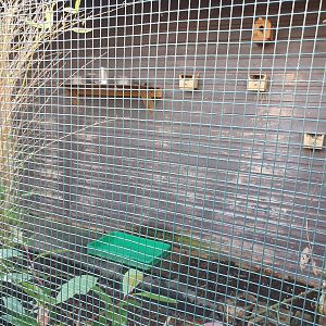 Common Waxbill, Gouldian Finch and Zebra Finch enclosure 25/11/23