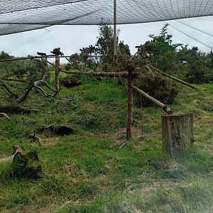 Scottish Wildcat enclosure 17/8/23