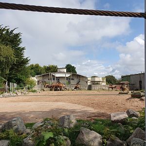 Bactrian Camel enclosure 25/8/23