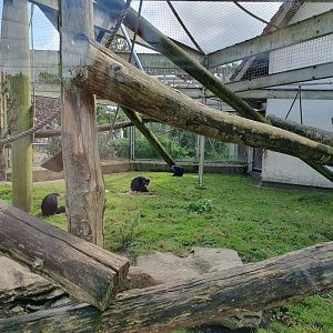 King Colobus enclosure 25/8/23