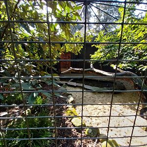 Silver-cheeked hornbill aviary
