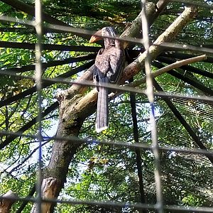 Crowned hornbill (Lophoceros alboterminatus)