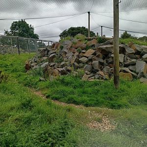 Snow Leopard enclosure 17/8/23