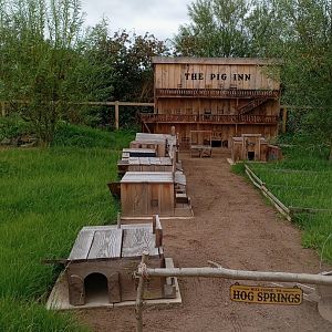 Guinea Pig enclosure 17/8/23