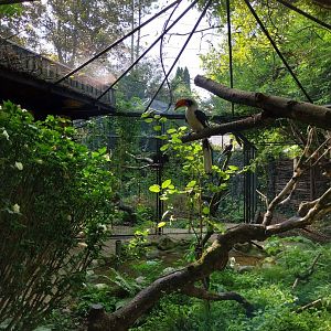 Von der Decken's hornbill (Tockus deckeni)