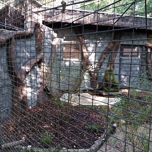 Temminck's tragopan aviary