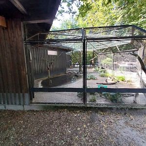 Eurasian oystercatcher aviary