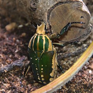 Lesser goliath beetle (Mecynorhina polyphemus confluens)