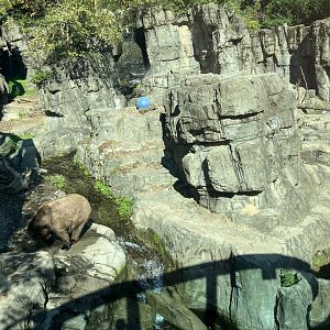 Polar Circle - Grizzly Bear Exhibit