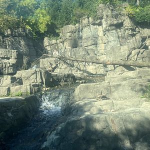Polar Circle - Grizzly Bear Exhibit