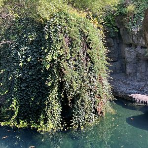 Polar Circle - Harbor Seal Exhibit