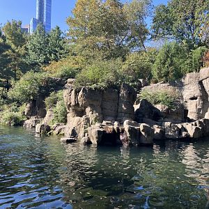 Temperate Territory - Japanese Macaque Exhibit
