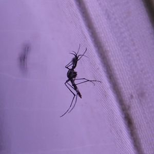 Elephant mosquito (Toxorhynchites brevipalpis)