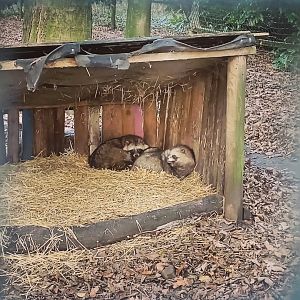 Raccoon Dog 17/12/23