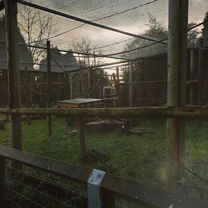 Ring Tailed Lemur enclosure  17/12/23