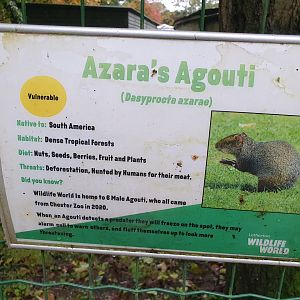 Azara's Agouti signage
