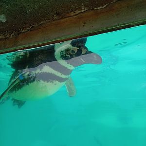 Magellenic Penguin 25/8/23