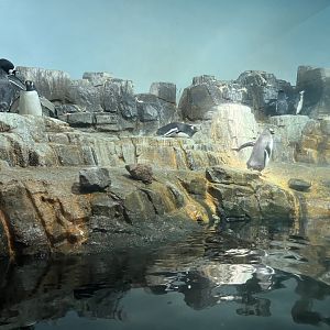 Polar Circle - Penguin Exhibit