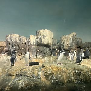 Polar Circle - Penguin Exhibit