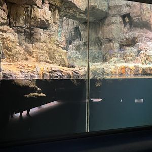 Polar Circle - Puffin Exhibit