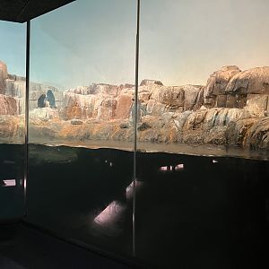 Polar Circle - Penguin Exhibit