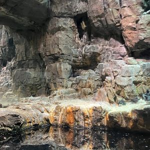 Polar Circle - Puffin Exhibit