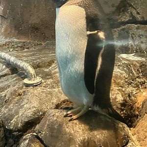 Gentoo Penguin