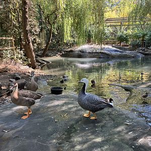 Tisch Children’s Zoo - Aviary