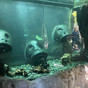 Tisch Children’s Zoo - Catfish/Pig-Nosed Turtle Exhibit