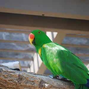 Eclectus spp - Henry Doorly Zoo