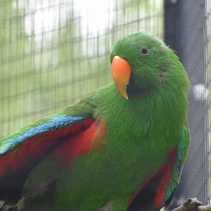 Eclectus spp - Blank Park Zoo
