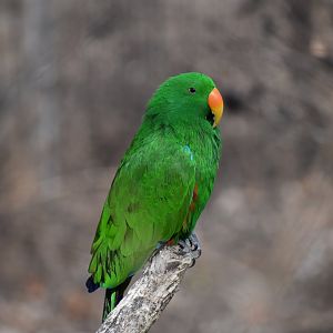 Eclectus spp - Kansas City Zoo