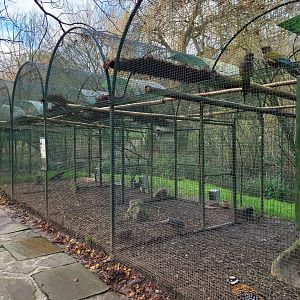 Pheasant aviaries -Zoo de Santillana del Mar (2023)