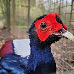 Swinhoe’s pheasant -Zoo de Santillana del Mar (2023)