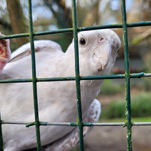 Cockatiel -Zoo de Santillana del Mar (2023)