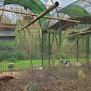 Pheasant aviaries -Zoo de Santillana del Mar (2023)