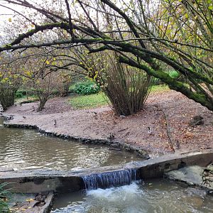 Mute swan, Common mallard and Chesnut teal exhibit -Zoo de Santillana del Mar (2023)