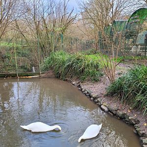 Mute swan, Common mallard and Chesnut teal exhibit -Zoo de Santillana del Mar (2023)