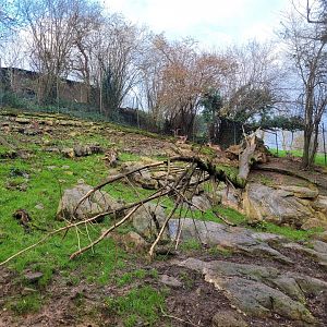 Iberian ibex exhibit -Zoo de Santillana del Mar (2023)