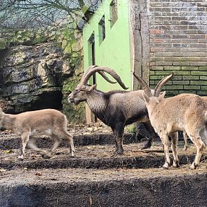 Iberian ibexes -Zoo de Santillana del Mar (2023)