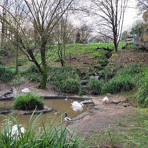 Mute swan and Common mallard exhibit -Zoo de Santillana del Mar (2023)