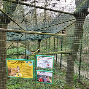 Pyrenean red squirrel exhibit -Zoo de Santillana del Mar (2023)