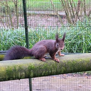 Pyrenean red squirrel -Zoo de Santillana del Mar (2023)