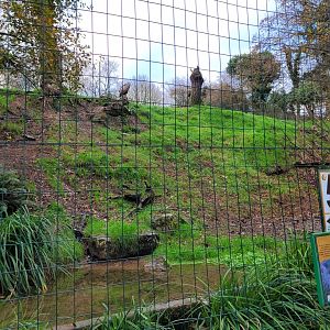 Western Eurasian griffon vulture exhibit -Zoo de Santillana del Mar (2023)
