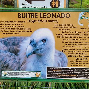 Western Eurasian griffon vulture sign -Zoo de Santillana del Mar (2023)